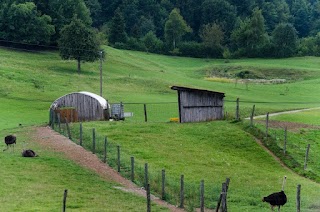 Élevage d'autruches