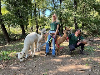 Alpaca di Roma