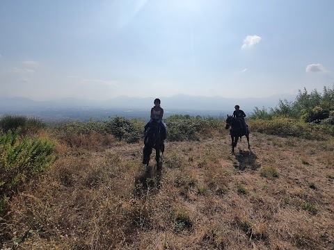 Horses Land Vesuvio