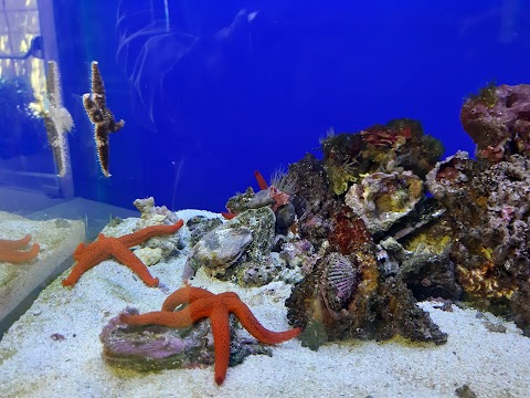 Acquario di Napoli