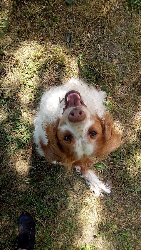 Dog Bo - servizi per animali domestici (MO)