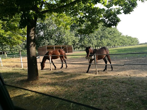 Bologna equestrian center