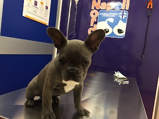 Ambulatorio Veterinario Napoli Nord