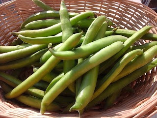 Il Castagno - Azienda Agricola