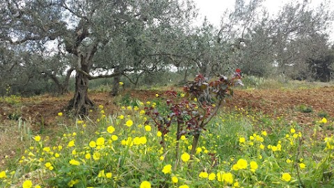 Azienda Agricola Angimbe