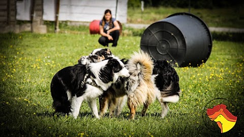 Attitude Dog Scuola di Educazione Cinofila