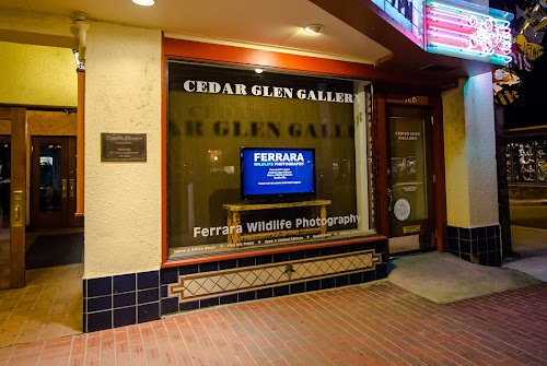 Cedar Glen Gallery/Ferrara Wildlife Photography