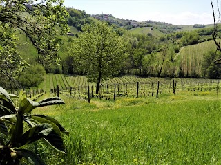 Pensione per gatti