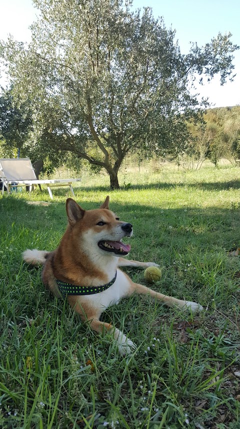 CASA VACANZE PODERE SORTOIANO