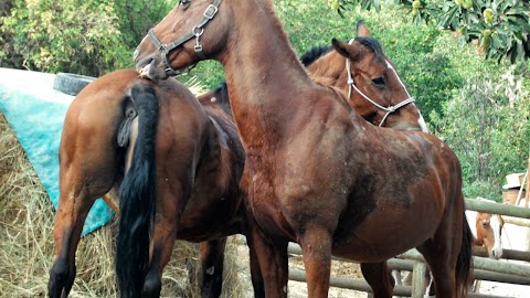 V-Ranch Centro Turismo Equestre