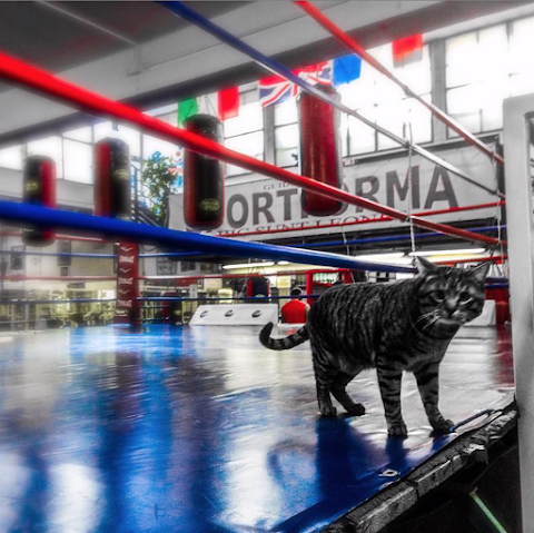 SPORTFORMA Torino BodyBuilding, Boxe, Lotta