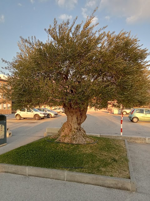 Ospedale San Camillo de Lellis