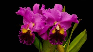 Cattleya