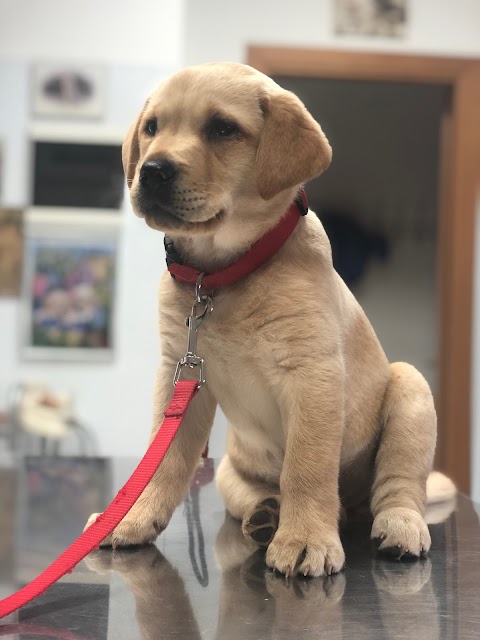 Ambulatorio Veterinario Francesco D’Assisi