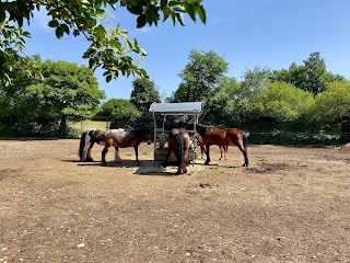 Wild Souls Horse Farm