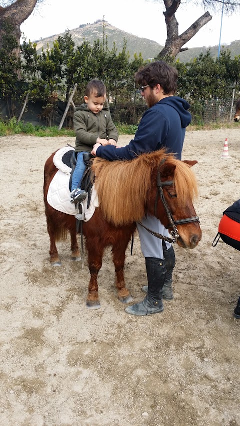 Centro Ippico Montenuovo - Scuola equitazione - Passeggiata a cavallo - CIM