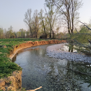 Bosco di Teb