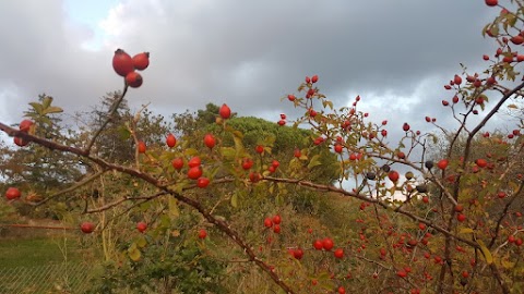 Antica Foresteria di Tòsina- Agri Rifugio Escursionistico