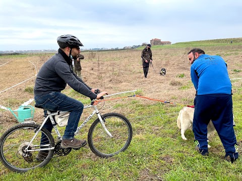 centro cinofilo meravigliosa vita da cani