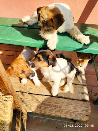 Allevamento Jack Russell