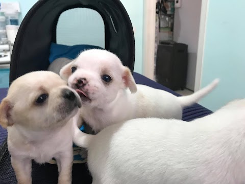 Ambulatorio Veterinario Tasso - Dott. sse Adriana Pascale e Marilena Russo