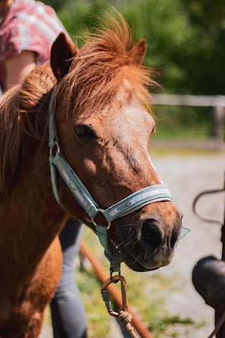 Il Cavallo Enquiso Asd