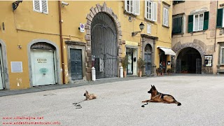 Addestramento Cani adulti e cuccioli a Lucca - Stefano Villamagna