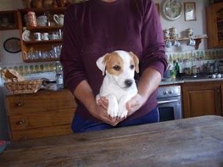 Allevamento Tabarrino Jack Russell , Pensione per Cane