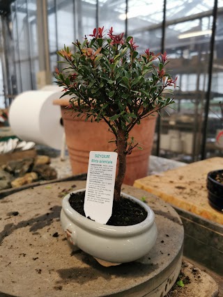 Barbazza Bonsai S.R.L.