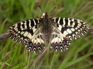 Biotopi e ripristini ambientali di Medicina e Molinella (Rete Natura 2000)