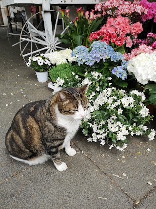 Fiori e Piante Roma