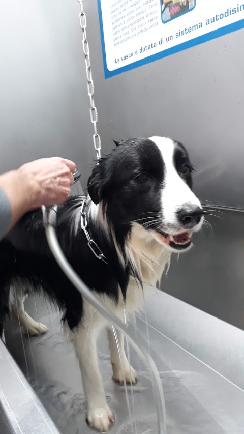 Wash Dog Cremona - Lavaggio cani self service