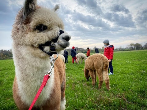 La Fattoria di Marta - Alpaca Garda