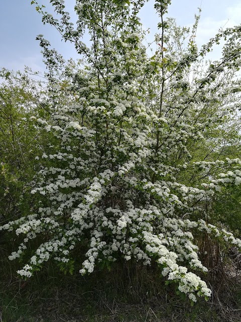 Oasi Naturalistica della Martesana