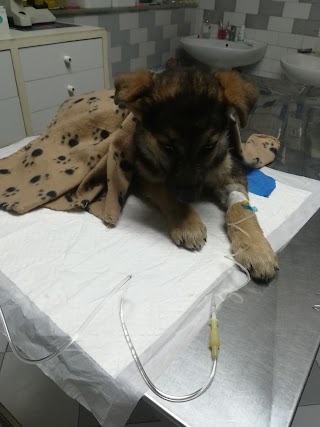 Ambulatorio Veterinario Croce Azzurra Nola