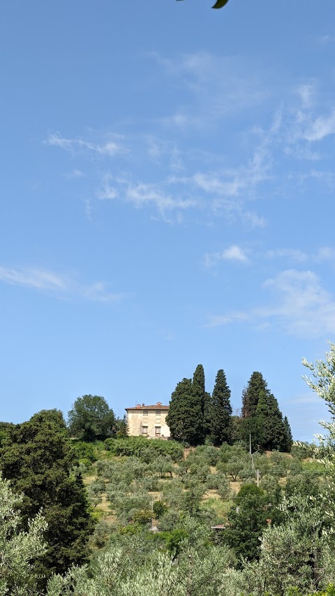 La collina degli olivi