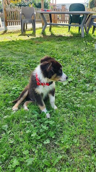 Ambulatorio Veterinario Dr. Christian Braglia