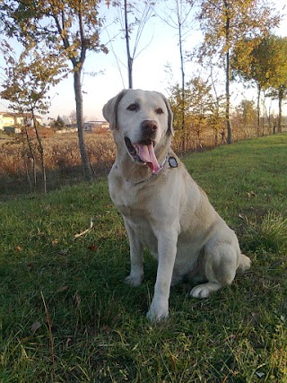 Bernardini Federico veterinario