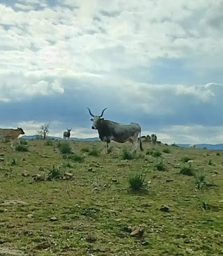 Università Agraria di Blera