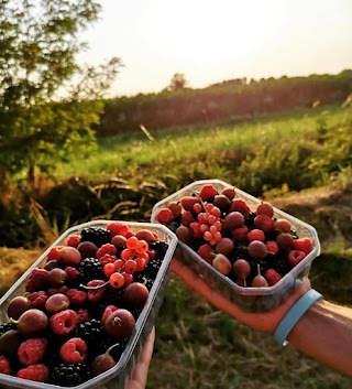 I Piccoli Frutti di Battuello