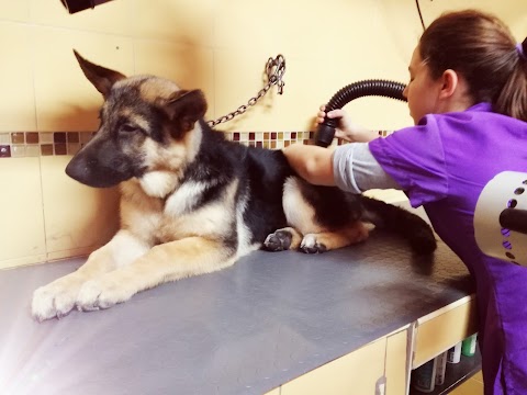 Toeletta per cani Biewer groom