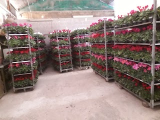 Greenflor s.s