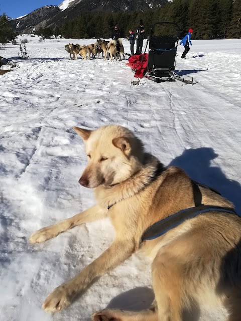 Cani da slitta La Tribù rando