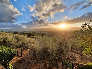 Podere Berrettino