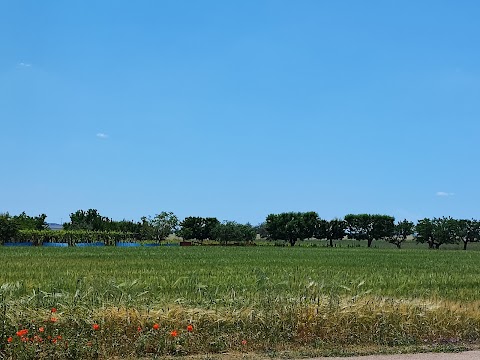 APN A Piedi Nudi