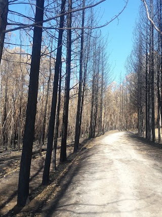 Mazze Di Tamburo