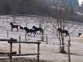 Tenuta i Ginepri - Agriturismo e scuola di equitazione