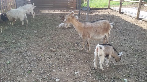 Fattoria Paradello Az. Agr. Biologica