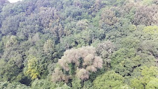 Università Agraria di Civitella Cesi