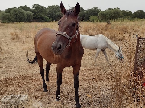 Maneggio "A.s.d. Equestrian Academy" - Monopoli - Scuola di Equitazione